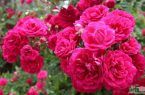 پیشگیری و درمان آلزایمر با عصاره گل سرخ محمدی