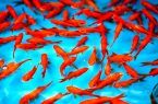 انتقال ویروس کرونا از ماهی قرمز به انسان صحت ندارد