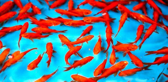 انتقال ویروس کرونا از ماهی قرمز به انسان صحت ندارد