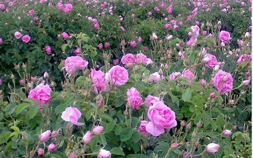 پیش بینی برداشت ۱۰ هزار تن گل محمدی از گلستان‌های کاشان