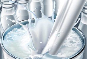 افزایش ۶.۲ میلیون کیلوگرمی عرضه شیر نژاد جرسی نیمه نخست سال