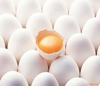 همایش بزرگداشت روز جهانی تخم مرغ در اتاق بازرگانی اصفهان