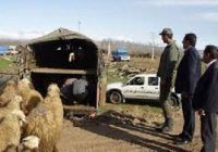 کشف ۱۱۰ رأس گوسفند قاچاق در شاهین شهر