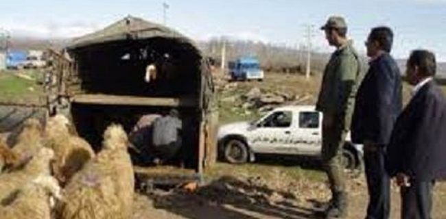 کشف ۱۱۰ رأس گوسفند قاچاق در شاهین شهر