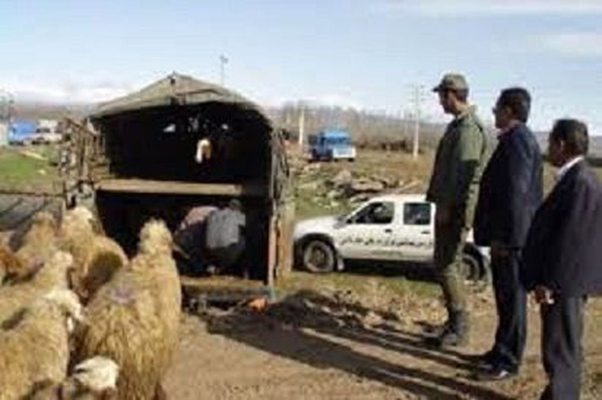 کشف ۱۵ رأس احشام سرقتی در کمتر از ۸ ساعت کشف ۱۵ رأس احشام سرقتی در کمتر از ۸ ساعت