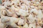 صادرات ۵ محموله گوشت مرغ