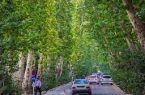 کنترل خزان زودرس درختان چنار اصفهان با عملیات محلول‌پاشی