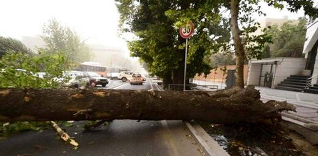 ۸ درخت در کلانهشر اصفهان سقوط کرد