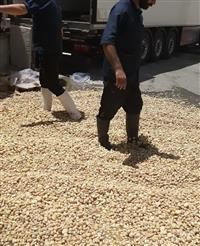 کشف و امحاء یک تن محموله قارچ خوراکی در استان اصفهان