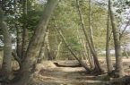 رهاسازی آب بستر رودخانه زاینده رود برای نجات درختان کهنسال ناژوان