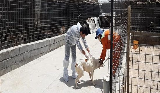 واکسیناسیون ۳۰ قلاده سگ علیه بیماری هاری در شهرستان مبارکه