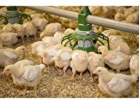 افزایش ۱۰ درصدی جوجه ریزی واحدهای صنعتی در استان اصفهان افزایش ۱۰ درصدی جوجه ریزی واحدهای صنعتی در استان اصفهان