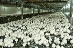 تولید سالیانه ۱۵ هزار تن قارچ خوراکی در استان اصفهان