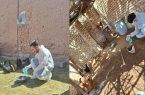 واکسیناسیون رایگان ۱۰ هزار قطعه طیور روستایی علیه نیوکاسل در نایین