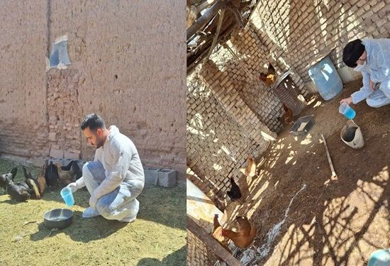واکسیناسیون رایگان ۱۰ هزار قطعه طیور روستایی علیه نیوکاسل در نایین واکسیناسیون رایگان ۱۰ هزار قطعه طیور روستایی علیه نیوکاسل در نایین