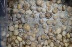 کشف و امحاء بیش از ۲۰۰ کیلو قارچ خوراکی در استان اصفهان