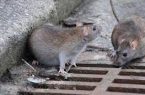 فعالیت ۱۵ اکیپ برای مقابله با موش‌ها و جوندگان موذی در اصفهان
