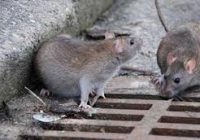 فعالیت ۱۵ اکیپ برای مقابله با موش‌ها و جوندگان موذی در اصفهان