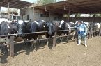 واکسیناسیون بیش از ۹۵۰۰ راس دام سبک و سنگین علیه بیماری تب مالت در نجف آباد