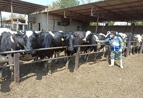 واکسیناسیون بیش از ۹۵۰۰ راس دام سبک و سنگین علیه بیماری تب مالت در نجف آباد