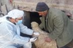 واکسیناسیون بیش از ۲۳۸ هزار رأس دام علیه بیماری تب برفکی در شهرستان نجف‌آباد