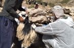انجام بیش از ۱۶.۵ میلیون نوبت سر واکسیناسیون دامی استان اصفهان در سال جاری