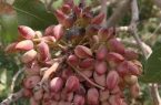 رتبه سوم شهرستان شاهین شهر در کاشت پسته 