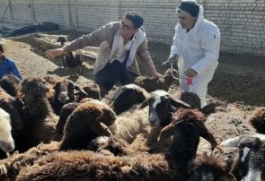 واکسیناسیون بیش از ۵ میلیون رأس دام سبک و سنگین در استان اصفهان