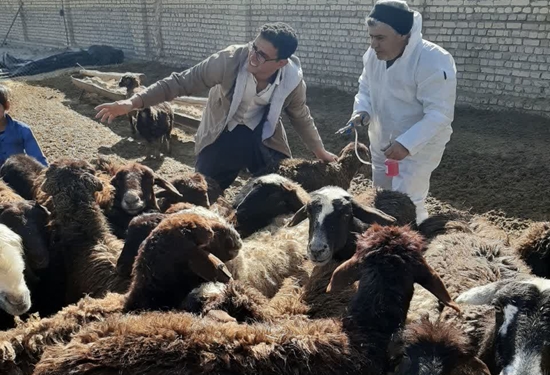واکسیناسیون بیش از ۵ میلیون رأس دام سبک و سنگین در استان اصفهان
