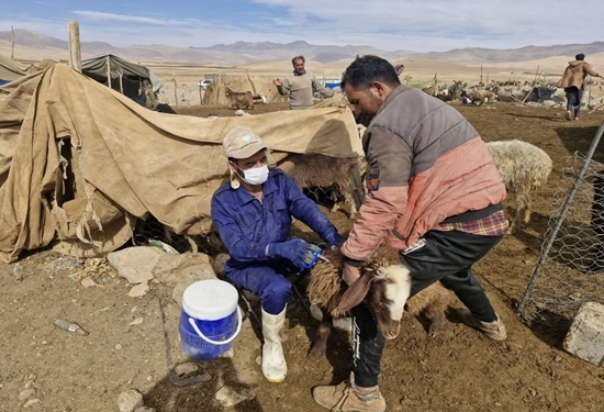 واکسیناسیون بیش از ۴۰۰ هزار راس دام سبک علیه بیماری طاعون نشخوارکنندگان کوچک در سمیرم