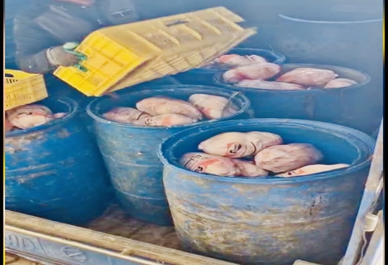 معدوم سازی بیش از 500 کیلو مرغ غیر قابل مصرف در یک مرکز توزیع شهرستان نجف آباد معدوم سازی بیش از ۵۰۰ کیلو مرغ غیر قابل مصرف در یک مرکز توزیع شهرستان نجف آباد