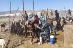 مایه کوبی دام سبک و سنگین شهرستان دهاقان در سال ۱۴۰۳