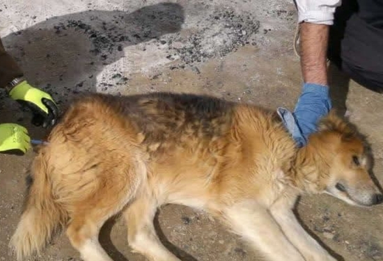 واکسیناسیون بیش از 2 هزار و 723 قلاده سگ علیه بیماری هاری واکسیناسیون بیش از ۲ هزار و ۷۲۳ قلاده سگ علیه بیماری هاری