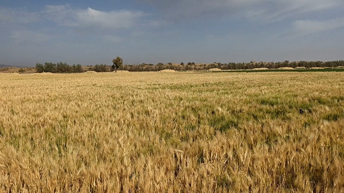 آغاز برداشت جو در شهرستان خور و بیابانک آغاز برداشت جو در شهرستان خور و بیابانک