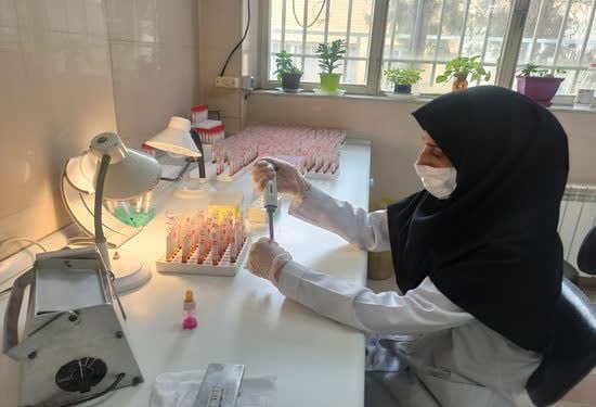 نمونه گیری سرمی بیماری بروسلوز در حدود ۴۹ هزار راس گاو در اصفهان