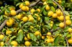 پیش‌بینی تولید ۴ هزار تنی آلو در شهرستان خوانسار 