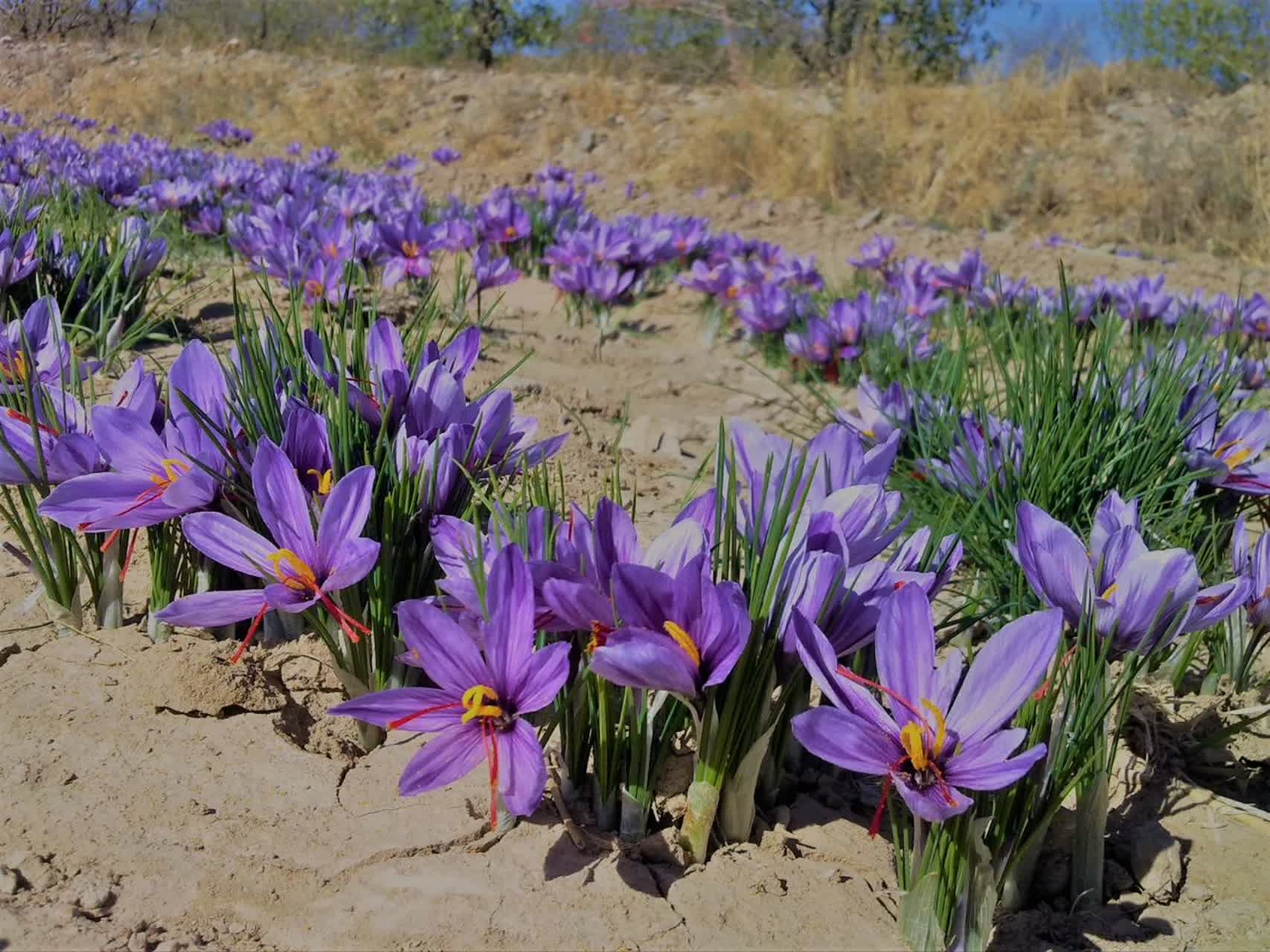 ۴۰ هکتار کشت در روستای علوی قطب زعفران کاشان/ دومین جشنواره ملی زعفران آبان ۱۴۰۴ ۴۰ هکتار کشت در روستای علوی قطب زعفران کاشان/ دومین جشنواره ملی زعفران آبان ۱۴۰۴