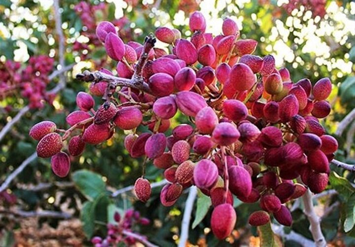 برداشت پسته از۳۵۰ هکتار باغهای شهرستان خور و بیابانک برداشت پسته از۳۵۰ هکتار باغهای شهرستان خور و بیابانک