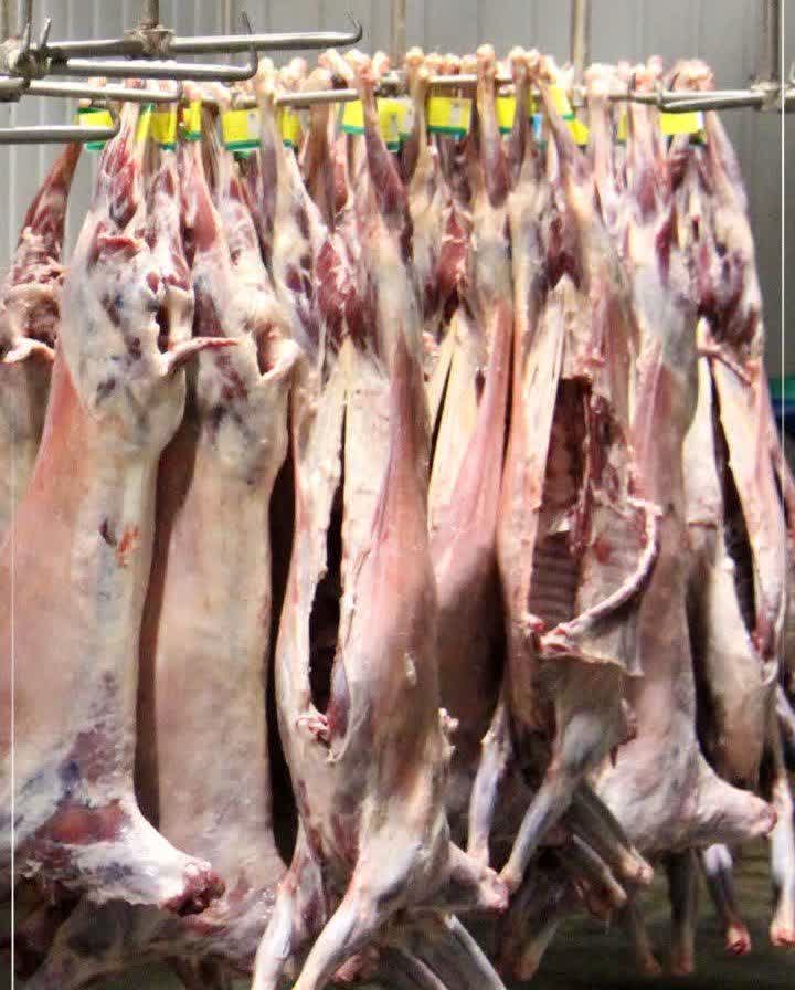 نظارت ۸۹ گروه دامپزشکی در اصفهان بر ذبح دام قربانی عید سعید قربان نظارت ۸۹ گروه دامپزشکی در اصفهان بر ذبح دام قربانی عید سعید قربان