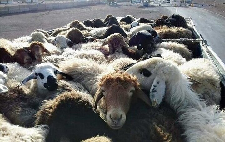 کشف ۷۱ راس گوسفند قاچاق در شهرضا