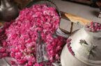 ثبت رسمی روز گل محمدی و گلاب کاشان در تقویم کشور