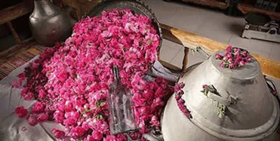 ثبت رسمی روز گل محمدی و گلاب کاشان در تقویم کشور