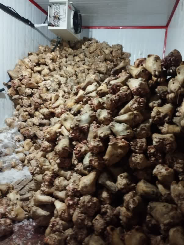 کشف ۱۰ تن کلهپاچه غیر بهداشتی از انبار غیرمجاز درمنطقه ملکشهر