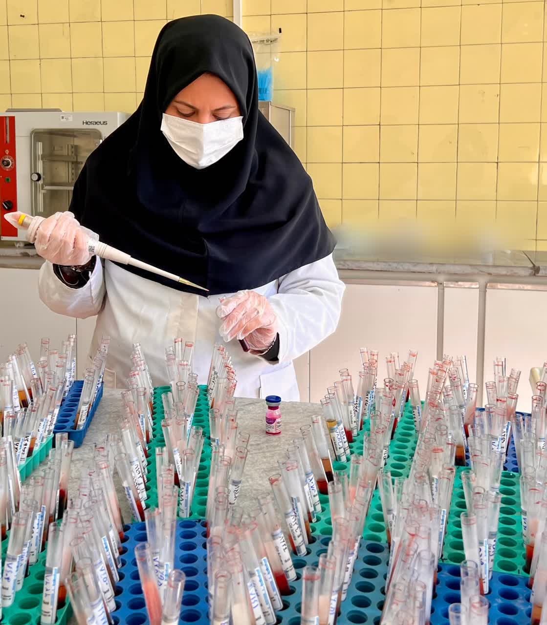 پایش بیماری بروسلوز در 24 هزار رأس دام سنگین شهرستان نجف آباد پایش بیماری بروسلوز در ۲۴ هزار رأس دام سنگین شهرستان نجف آباد