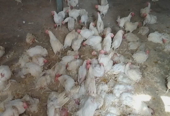 توقیف ۶ هزار قطعه مرغ زنده در شهرستان خمینیشهر