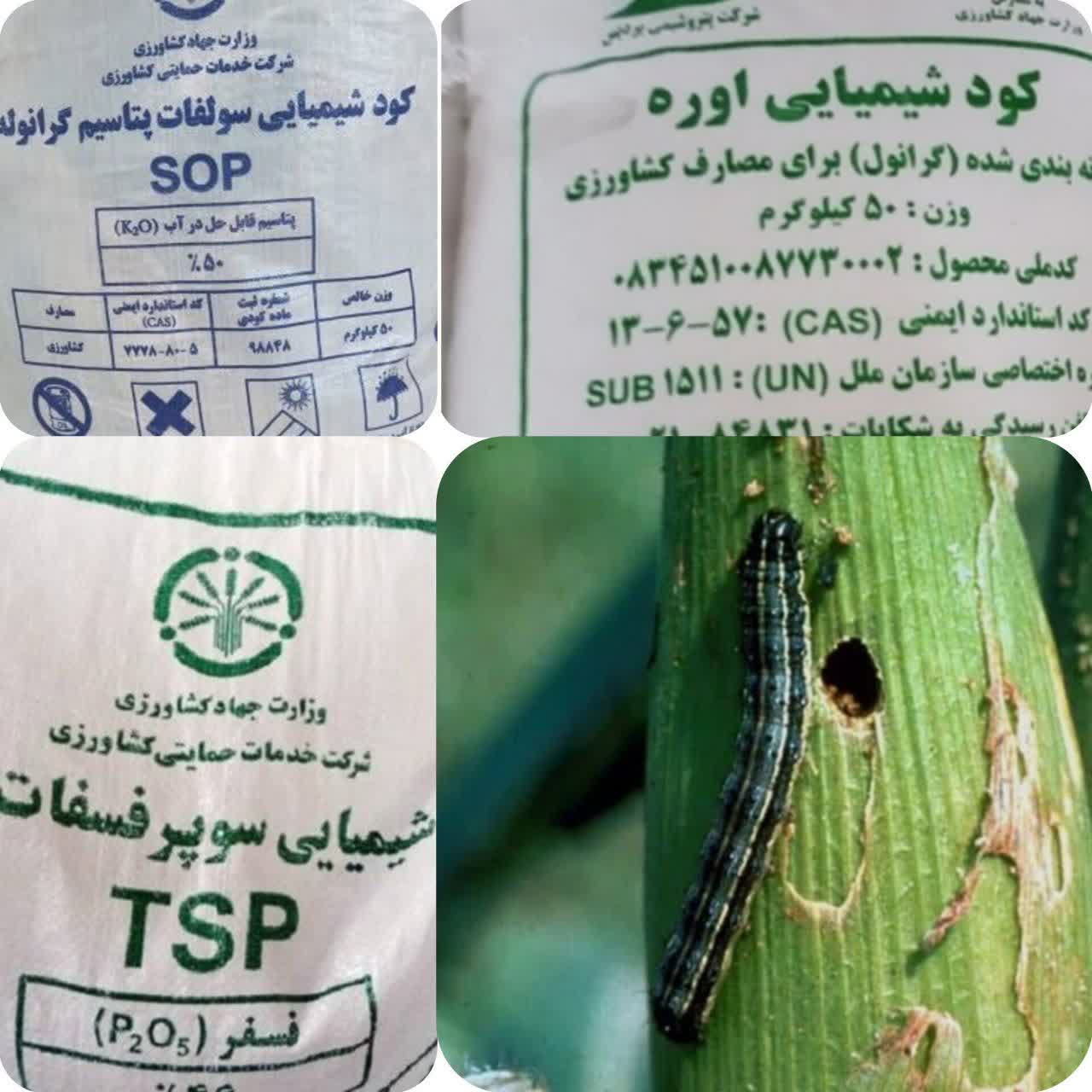 کودهای یارانهای؛ پشتوانهای برای افزایش مقاومت مزارع در برابر کرم برگخوار پاییزه