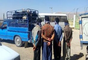 دستگیری ۴ سارق احشام و کشف ۳۲ راس گوسفند مسروقه درسمیرم