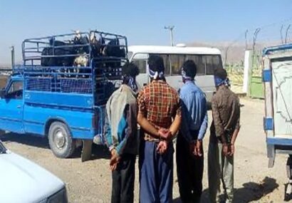 دستگیری ۴ سارق احشام و کشف ۳۲ راس گوسفند مسروقه درسمیرم