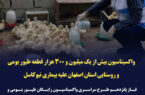 واکسیناسیون نزدیک به یک میلیون و ۳۸۰ هزار قطعه طیور بومی و روستایی استان اصفهان علیه بیماری نیوکاسل
