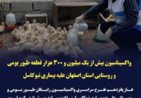 واکسیناسیون نزدیک به یک میلیون و ۳۸۰ هزار قطعه طیور بومی و روستایی استان اصفهان علیه بیماری نیوکاسل